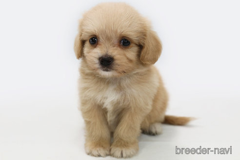 成約済の神奈川県のミックス犬-310938の1枚目